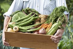 Close Up Of Man On Allotment With Box Of Home Grown Vegetables Stock Photos Close Up Of Man On Allotment With Box Of Home Grown Vegetables Stock Photos
