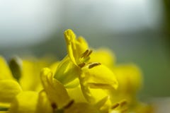 Close Up Of Rape Seed Flowers Stock Image Close Up Of Rape Seed Flowers Stock Image