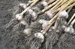 Close-up Of The Freshly Harvested Ripe Garlic Stock Photography