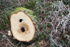 Close Up Of Tree Rings On Felled Stump Royalty Free Stock Photos