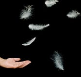 Close Up Of White Feathers Stock Photography Close Up Of White Feathers Stock Photography