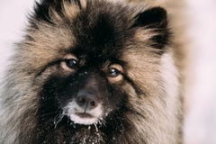 Close Up Of Young Keeshond, Keeshonden Dog In Snow, Winter Royalty Free Stock Images