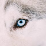 Close Up On Blue Eye Of A Husky Puppy Dog Royalty Free Stock Photography Close Up On Blue Eye Of A Husky Puppy Dog Royalty Free Stock Photography