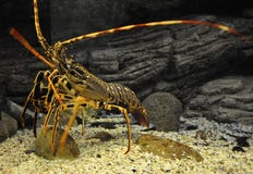 Close up Orange Lobster in the Aquarium Tank from Crete