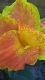 Yellow and Orange Tiger Lilly stock photography Yellow and Orange Tiger Lilly stock photography