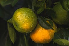 Oranges on a tree in a garden royalty free stock photography Oranges on a tree in a garden royalty free stock photography