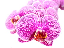 Close-up of Orchid Flowers on White Royalty Free Stock Images Close-up of Orchid Flowers on White Royalty Free Stock Images