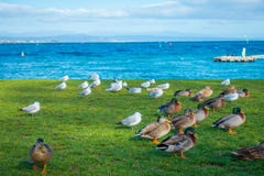 Close up of the Pacific black ducks or grey ducks at Lake Taupo, North Island of New Zealand. Stock Photography Close up of the Pacific black ducks or grey ducks at Lake Taupo, North Island of New Zealand. Stock Photography