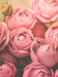Close-up pale peony roses. Selective focus, magic light, pastel colors royalty free stock images Close-up pale peony roses. Selective focus, magic light, pastel colors royalty free stock images