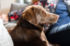Close up of pedigree dog with closed eyes laying next to his owner. Domestic pet sleeping indoors stock photo Close up of pedigree dog with closed eyes laying next to his owner. Domestic pet sleeping indoors stock photo