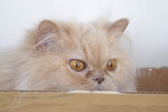Close up of persian cat playing hide and seek with people Stock Image Close up of persian cat playing hide and seek with people Stock Image