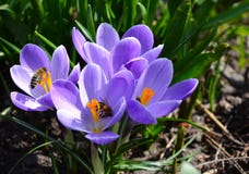 Close up photo of Crocus Flower and Bees stock images Close up photo of Crocus Flower and Bees stock images