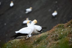 A close up photo of a Gannet Morus serrator, a seabird and a fantastic fish hunter. royalty free stock image A close up photo of a Gannet Morus serrator, a seabird and a fantastic fish hunter. royalty free stock image