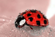 Close Up Photo of Lady Bug Royalty Free Stock Photography Close Up Photo of Lady Bug Royalty Free Stock Photography