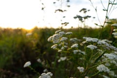 Close Up Photo Of The Blooming Elderflower Among The Mealow Royalty Free Stock Photography