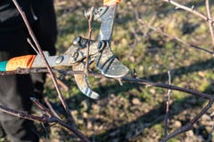 Close Up Photo Of The Pruning A Young Apple Tree With Garden Secateurs In The Autumn Garden, Sunny Day Stock Photos