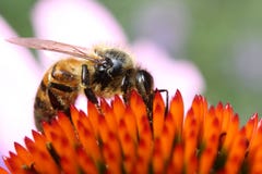 Close-up Photography of Honeybee on Orange Petaled Flower Royalty Free Stock Photos Close-up Photography of Honeybee on Orange Petaled Flower Royalty Free Stock Photos