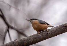 Close up picture of European nuthatch Sitta europaea stock photos Close up picture of European nuthatch Sitta europaea stock photos