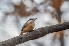 Close up picture of European nuthatch Sitta europaea stock photography Close up picture of European nuthatch Sitta europaea stock photography