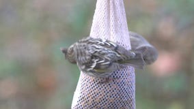 Pine siskins eating seeds on a hanging pod bird feeder