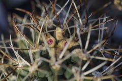Close up of a pink bud of a cactus Sclerocactus glaucus with a ant eating nectar of the plant. stock photography Close up of a pink bud of a cactus Sclerocactus glaucus with a ant eating nectar of the plant. stock photography