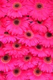 Close up of Pink Gerbera flower as background image Royalty Free Stock Photography Close up of Pink Gerbera flower as background image Royalty Free Stock Photography