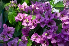 Pink violet Bougainvillea flower blossoming royalty free stock photos Pink violet Bougainvillea flower blossoming royalty free stock photos