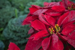 Close up Poinsettia tree winter background, Euphorbia pulcherrima Wild. royalty free stock photos Close up Poinsettia tree winter background, Euphorbia pulcherrima Wild. royalty free stock photos