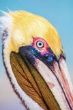 Close up portait of Pelican head on the beach Varadero, Cuba. stock images Close up portait of Pelican head on the beach Varadero, Cuba. stock images