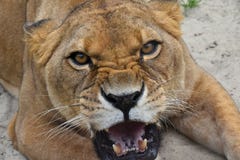 Close up portrait of angry furious lioness roar royalty free stock photos Close up portrait of angry furious lioness roar royalty free stock photos