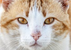 Close-up portrait of a cute orange and white cat looking straight at the camera. stock photos Close-up portrait of a cute orange and white cat looking straight at the camera. stock photos