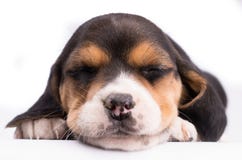 Close-up portrait of a dog sleeping royalty free stock photos Close-up portrait of a dog sleeping royalty free stock photos