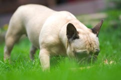 Close up portrait of a French Bulldog Stock Photos Close up portrait of a French Bulldog Stock Photos