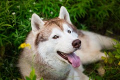Close-up portrait of lovely beige and white dog breed siberian husky lying in the green grass and white flowers. Close-up portrait of cute beautiful beige and Stock Photography Close-up portrait of lovely beige and white dog breed siberian husky lying in the green grass and white flowers. Close-up portrait of cute beautiful beige and Stock Photography