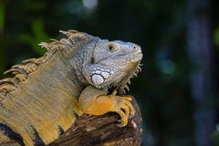 Close Up Portrait Of A Resting Iguana In Island Mauritius Stock Image