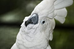 Close-up Portrait Of Parrot Stock Photos