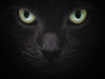 Close up portrait of serious british shorhair cat