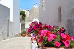 Flowers in Alberobello, Italy royalty free stock images Flowers in Alberobello, Italy royalty free stock images