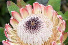 Close up on Protea flower stock photography Close up on Protea flower stock photography