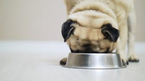 Close-up pug dog eating from bowl slow motion stock footage Close-up pug dog eating from bowl slow motion stock footage
