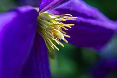 Close up of an Purple Iris stock photography Close up of an Purple Iris stock photography