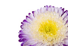 Close-up Purple-white Aster Isolated Royalty Free Stock Image Close-up Purple-white Aster Isolated Royalty Free Stock Image