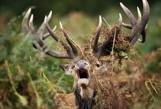 Close up of a red deer stag bellowing stock photography Close up of a red deer stag bellowing stock photography