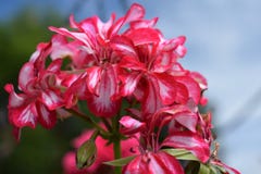 Close up red flower in the farm agricultur and beauty stock images Close up red flower in the farm agricultur and beauty stock images