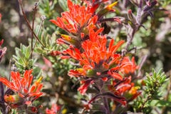 Close up of red Indian paintbrush Castilleja wildflowers, Pinnacles National Park, California stock photos Close up of red Indian paintbrush Castilleja wildflowers, Pinnacles National Park, California stock photos