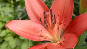 Close up red lily
