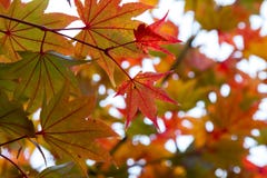 Close up of Red maple leaves in branch of trees with bokeh during Japan Autumn stock photography Close up of Red maple leaves in branch of trees with bokeh during Japan Autumn stock photography