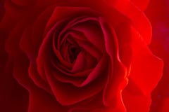 Close up of a red rose royalty free stock images Close up of a red rose royalty free stock images