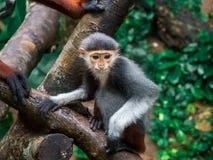 Close up Red-shanked douc langur monkey on the tree with family. royalty free stock images Close up Red-shanked douc langur monkey on the tree with family. royalty free stock images