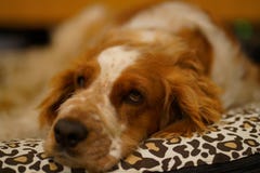 Resting welsh springer spaniel dog royalty free stock photography Resting welsh springer spaniel dog royalty free stock photography